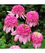 SRN 50 Butterfly Rainbo Coneflower Seeds Echinacea Perennial Flower Flow... - $452.01 MXN