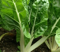 SEPT Swiss Chard Seeds 50+ Fordhook Giant Heat Tolerant Greens Garden - £4.39 GBP