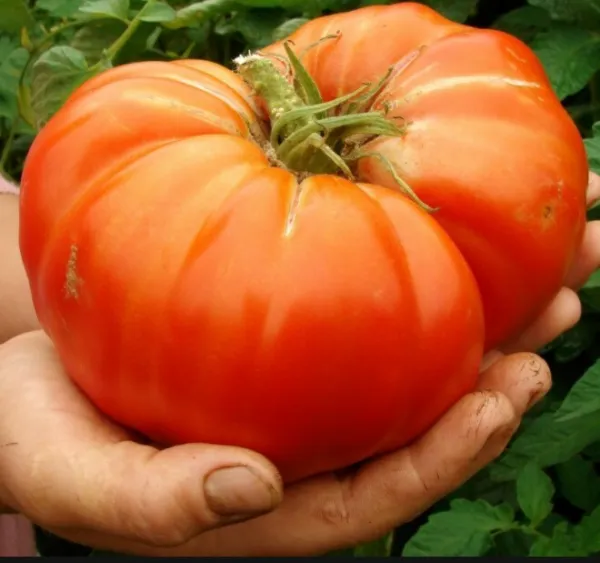 Tomato X-Large Beefsteak 100 Seeds Determinate Heirloom Organic Non Gmo Usa Gard - £8.02 GBP