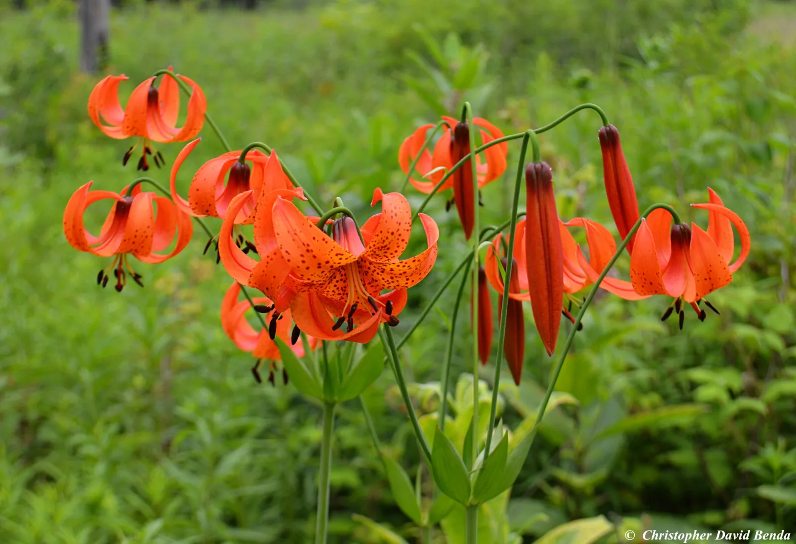 5 Turk&#39;s-cap lily Lilium superbum Bulb/tuber Woodland Wildflower Native Hardy - £35.39 GBP