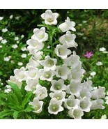 PSA 1200 Canterbury Bells Seeds Campanula Rainbowfragrant Deluxe Faerie ... - $229.69 MXN