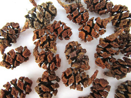 Miniature Fresh Northern Calif 50 Pine Cones 1/2&quot; x 1&quot; - Crafts,Wreaths,... - $7.18