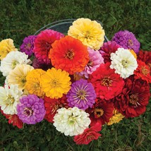 New 40 Zinnia Giant Dahlia Flowered Mix Seeds Fresh Garden USA Seller - $10.90