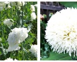 300 Seeds! Poppy WHITE CLOUD Peony Bread Poppy Huge Blooms - $16.93