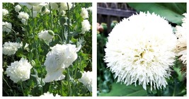 300 Seeds! Poppy WHITE CLOUD Peony Bread Poppy Huge Blooms - £13.32 GBP