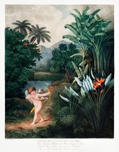 11648.Decor Poster.Room Wall.Robert John Thornton Flower painting.Exotic art - £12.94 GBP+