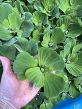 SALE (5) Water Lettuce Koi Pond Floating Plants Rid Algae 2-3&quot; Combine S... - $13.50