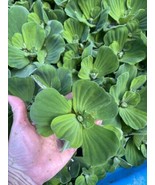 SALE (5) Water Lettuce Koi Pond Floating Plants Rid Algae 2-3&quot; Combine S... - $13.50