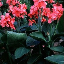 New Fresh Seeds 5 Giant Tropical Canna Flower Seeds - £7.89 GBP