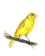 Yellow Canary Finch Bird Watching Home Office Room Camp Decor Decal Wall Art HD - £5.49 GBP+