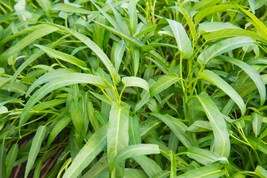 Daun Kangkung - Ipomoea Aquatica Forsk Leaf (Dried), 80 Gram - $16.27