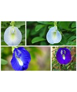 Fresh Clitoria Ternatea Single Blue And White Mix 10 Seeds Ship From Usa - $27.90