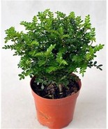 Japanese Pistacia weinmannifolia Bonsai, 30 SEEDS D - $14.35