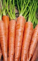 600+ Seeds Carrot Tendersweet Carrot Sweetest Great Tasting Garden Vegetable - £9.74 GBP