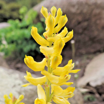 30 FernLeaf Corydalis Seeds (Corydalis Cheilanthifolia) Perennial Garden... - £10.78 GBP