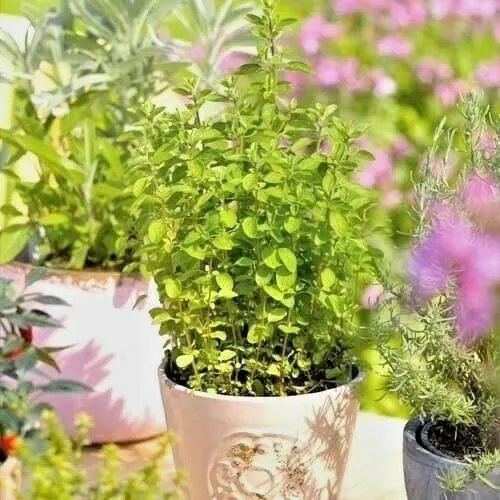 JGBO 501 Italian Oregano Organic Herb Patio Container Vegetable Seeds Ca... - $8.86