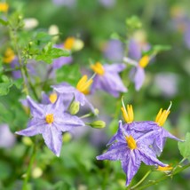 Solanum Trilobatum Seeds Pack - 10 Pcs, Grow Your Own Herbal Remedy, Ideal for B - £5.99 GBP