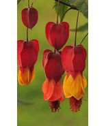 25 Red Orange Bleeding Heart Seeds Flowers Shade Flower Perennial - $16.43 CAD
