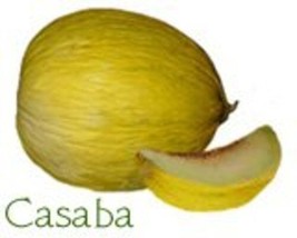 Cantaloup Melon Casaba Golden Beauty Great Heirloom Vegetable Bulk 1000 ... - £25.86 GBP