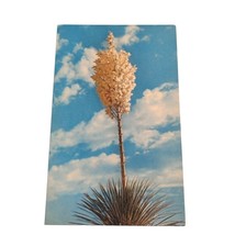Postcard Yucca Plant Tree In Bloom Chrome Unposted - £4.72 GBP