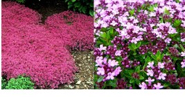 Pink Creeping Thyme Seeds Bulk Groundcover Seeds Home And Gardening - £13.58 GBP+