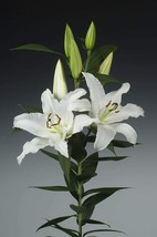 4 Bulbs Casa Blanca Oriental Lily Perennial Flower Easy to Grow - £26.78 GBP