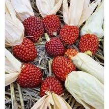 Red Popping Corn, strawberry corn, 8 seeds - £8.04 GBP