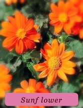 6024 sunflower pop thumb200