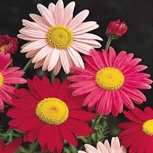 2500 Painted Daisy Seeds Chrysanthemum Easy to Grow Perennial - £17.85 GBP