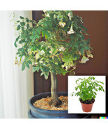 Grow in US 15 Radermachera Sinica Tree Seeds China Doll Exotic Indoor Po... - £7.51 GBP