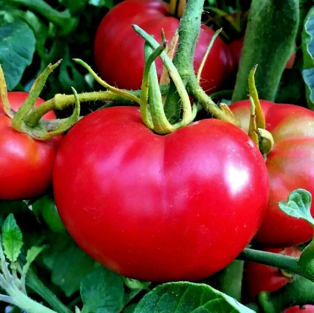 50 Seeds Bradley Bush Tomato Juicy Vegetable Fresh Seeds USA Seller - £9.37 GBP