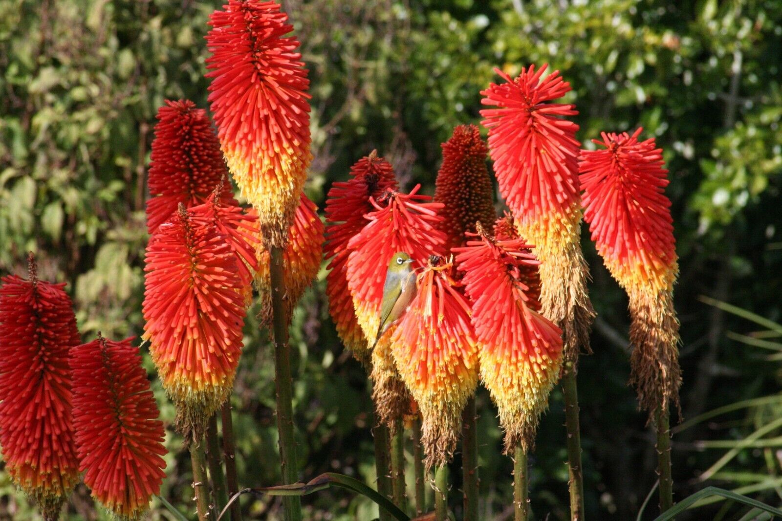 25 Winter Cheer Torch Lily Hot Poker Flower Perennial Seeds  - $15.99