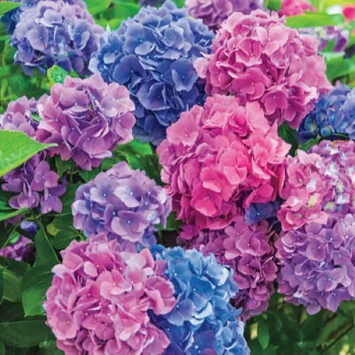 L.A. Dreamin Hydrangea Baby Pink,Purple &amp; Blue Blooms At The Same Time - £25.29 GBP