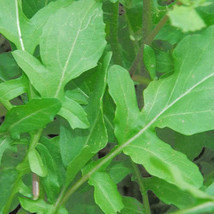 2000 Roquette Arugula Rocket Rucola Rugula Eruca Vegetable Herb Seeds Fresh USA  - $13.25