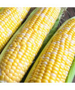 Ambrosia F1 Hybrid Corn Seeds 25  Seeds Bicolor Sweet Non-GMO 1109 - £11.84 GBP