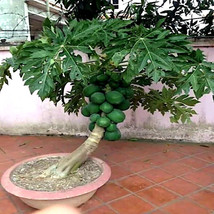 FG 20 &quot;Dwarf Solo Waimanalo&quot; (Carica Papaya) Fruit Tree Seeds Fast Houseplant - £12.93 GBP