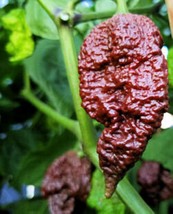 10 Big Black Mama Pepper Seeds Spicy Hot Atomic Hot Spicy New Fresh Seeds USA - £18.76 GBP