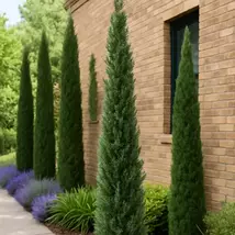 Healthy Italian Cypress Live Plant - Fast Growing Evergreen Tree - $97.42