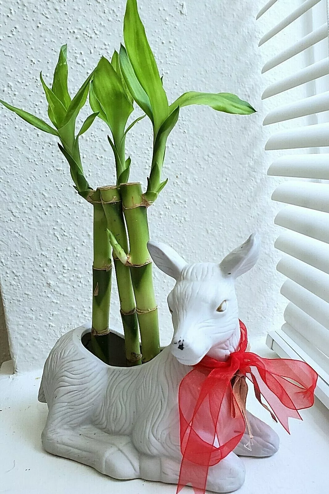 4&quot; 6&quot; 8&quot; Lucky Bamboo Plants - 3 Stalks,  Feng Shui,  GIFT - $25.10