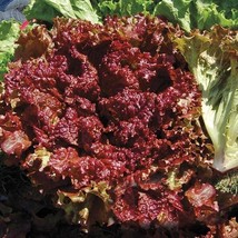 New Red Fire Lettuce Seeds Fresh Seeds USA - $12.80