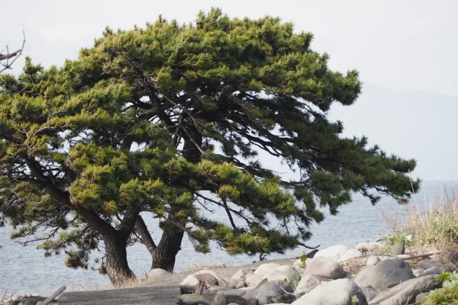 Japanese Black Pine Tree (Pinus Thunbergii) Seeds 10 Seeds Fresh Garden - £19.40 GBP