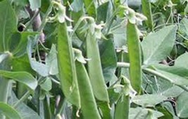 Pea Seed, Lincoln Peas, Heirloom, Organic, Non Gmo, 100+ Seeds, Perfect Peas - £3.17 GBP