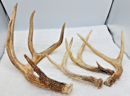 White Tail Deer Antlers 1 - 12&quot; 4 Pointer 1 - 8&quot; 3 Pointer 2 - 8&quot; 2 Pointer - £38.91 GBP