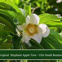 Elephant Apple Tree Small Tropical Tree 20 Seeds Dillenia Indica Fresh Seeds Fro - £12.89 GBP