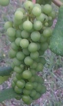 Lakemont Seedless White Grape Vine 1 Gallon Live Plant Home Garden Wine Plants - £26.86 GBP