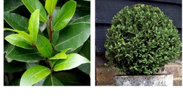 3-6&quot; Tall Live Plants - 3 Bay Leaf Trees - Sweet Bay Laurel - Laurus nobilis - £65.57 GBP