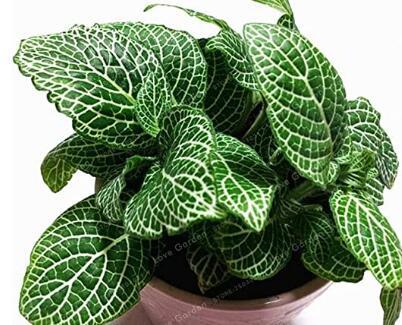 Fittonia Verschaffeltii Seed Mini Easy Planting Balcony Fun Potted Flowers Seed
