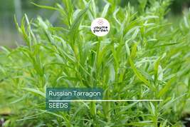 Russian Tarragon Seeds | Heirloom Herb | Licorice-Like Flavor | Non-GMO ... - $4.99