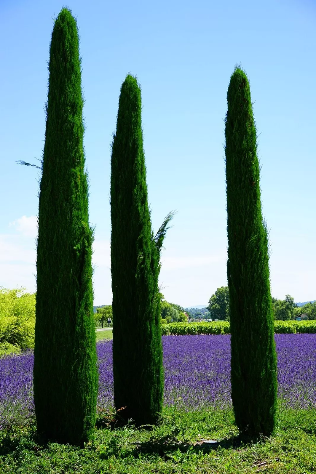 RAFH 200 Seeds Italian Cypress Cupressus Sempervirens Srtricta Heirloom Seeds - $10.15