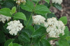 Chicago Lustre viburnum shrub 2.5&quot; pot - $6.95